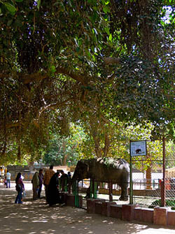 El Zoologico de Guiza en el Cairo