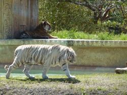 Miami Metrozoo